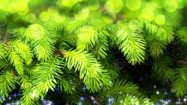 Ветка Еловая