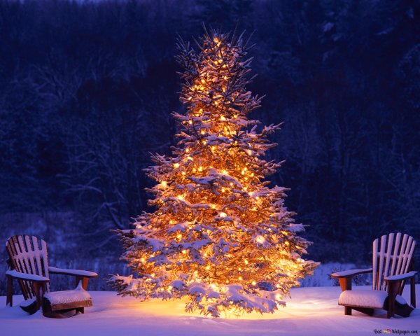 Ель Новогодняя Живая