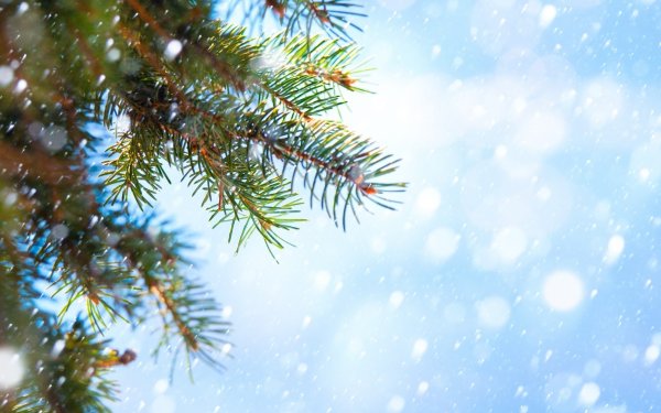 Новогодняя елка во дворе