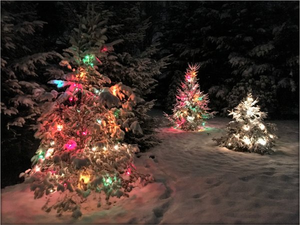 Новогодняя елка в комнате