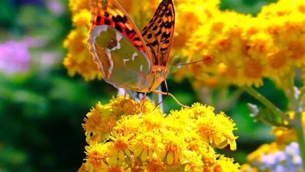 Полевые цветы