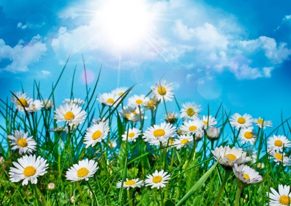 Июль середина лета