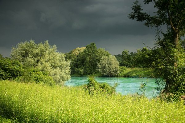 Летняя природа