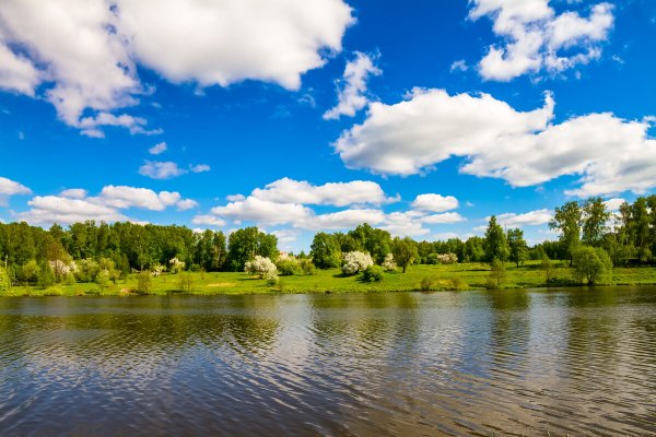 Панорама леса с рекой