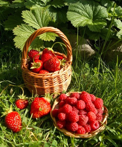 Лето в лукошке