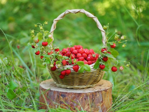 Корзинка с ягодами