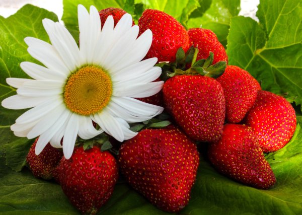 Цветок клубники