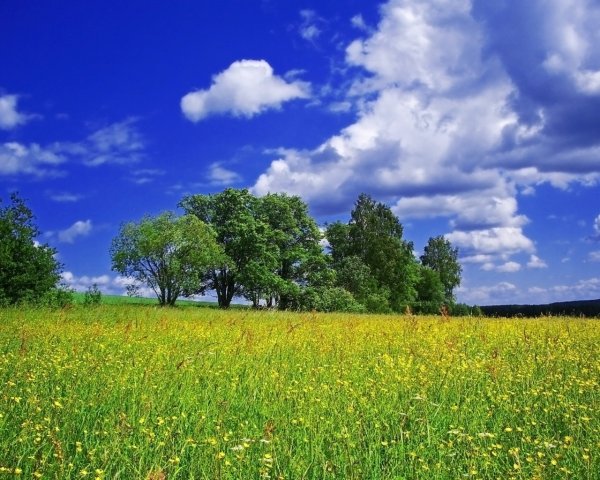 Летняя природа