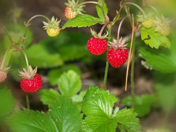 Июнь земляника