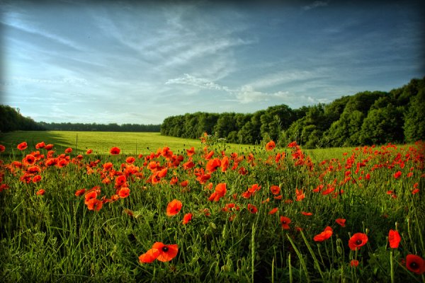 Лето июнь природа