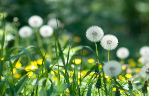 Июль природа