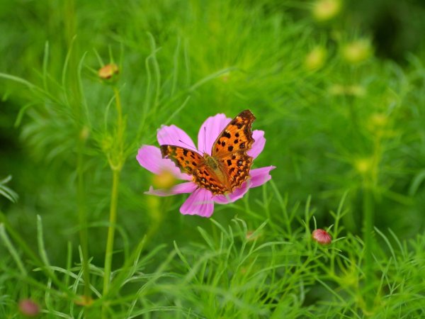 Здравствуй июль