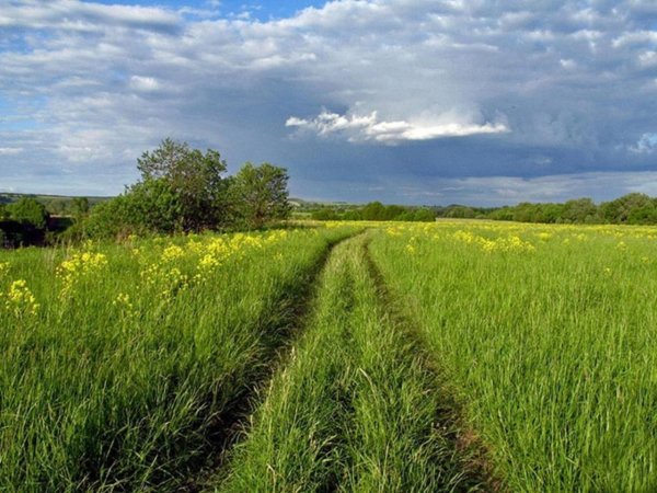 Июль поле
