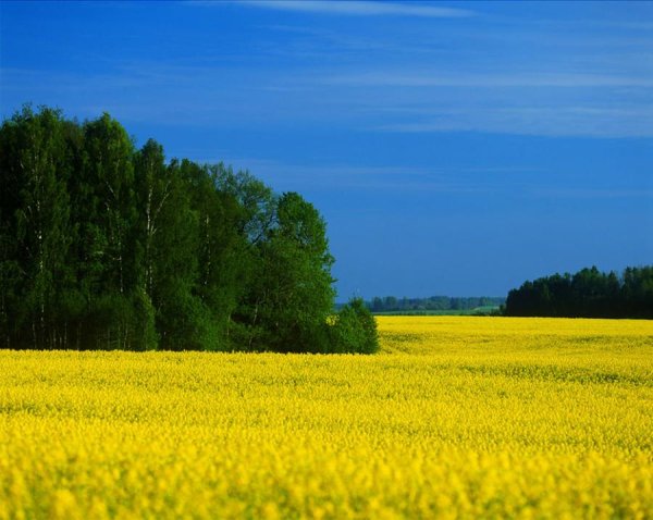 Июнь июль август природа