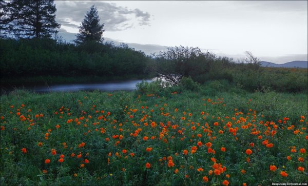 Природа Забайкальского края лето