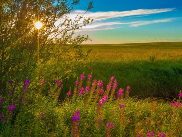 Летняя природа Забайкалья