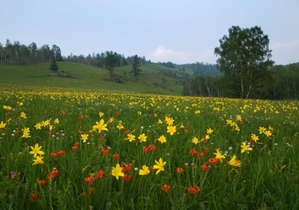 Поля Забайкалья
