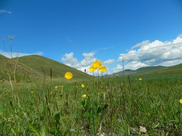 Летняя природа Забайкалья