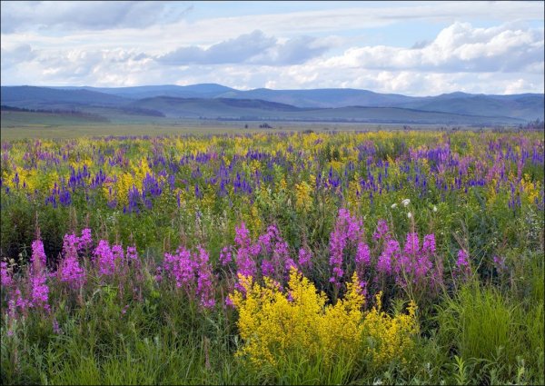 Забайкалье летом