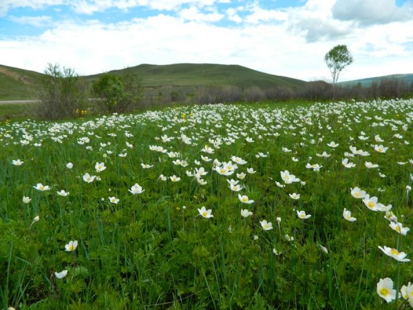 Лето в степях Забайкальского края