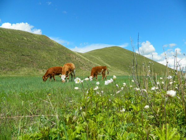 Степи Забайкалья