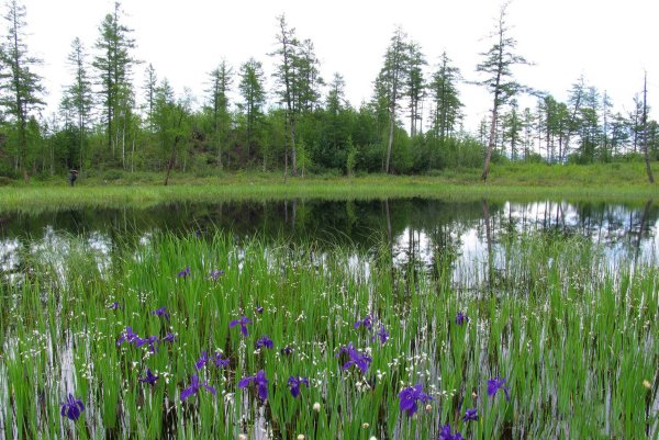 Жаркое лето