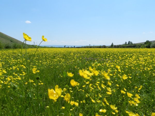 Забайкальский край летом
