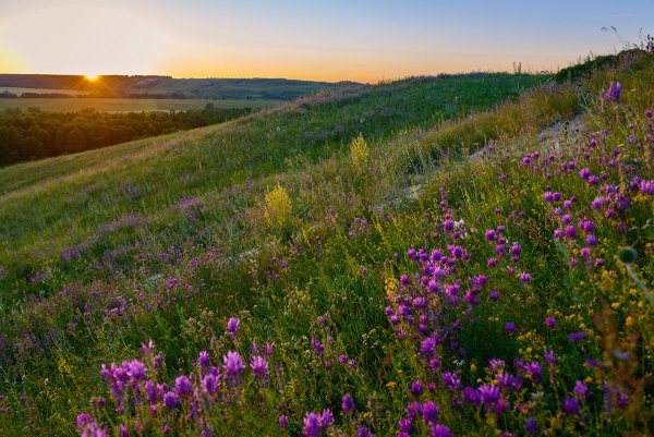 Багульник Забайкальский