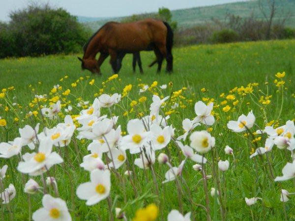 Природа Сретенского района
