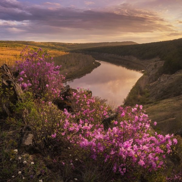 Природа Забайкальского края багульник