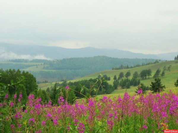 Цветущая степь Хакасии