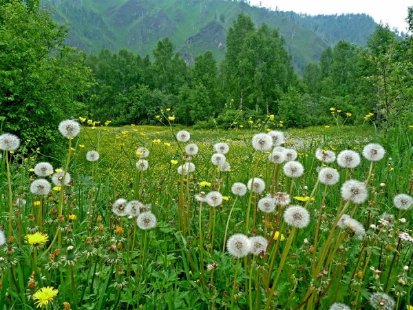 Луга Забайкалья