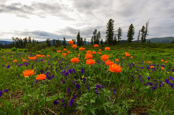 Забайкалье цветы саранки