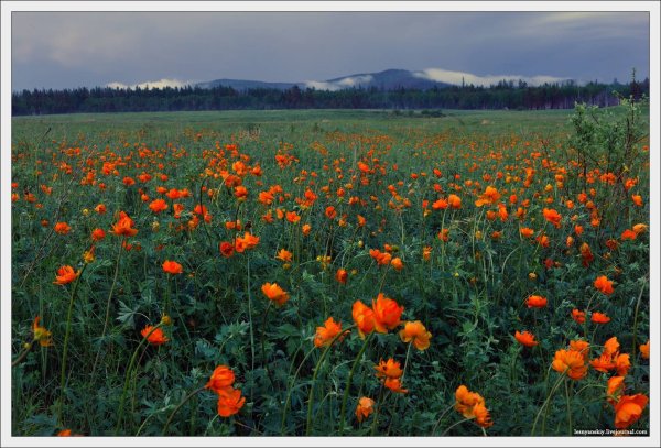 Республика Саха Якутия природа