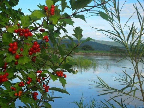 Телецкое озеро маральник