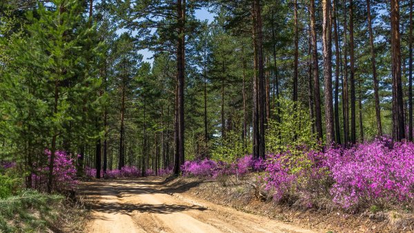 Природные сообщества Забайкальского края