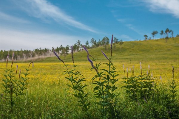 Цветение багульника в Забайкалье