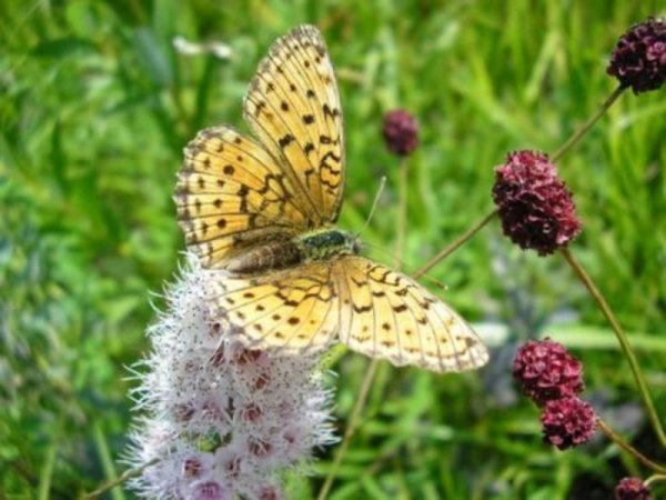 Забайкалье летом