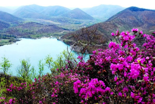 Байкал растительность рододендрон Даурский