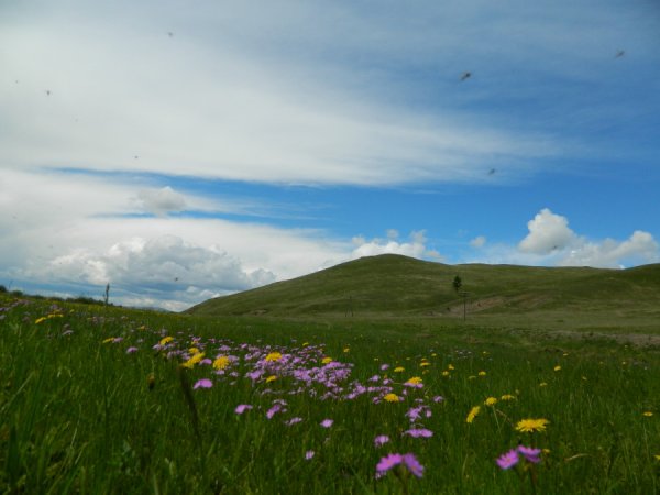Рододендрон багульник Байкал