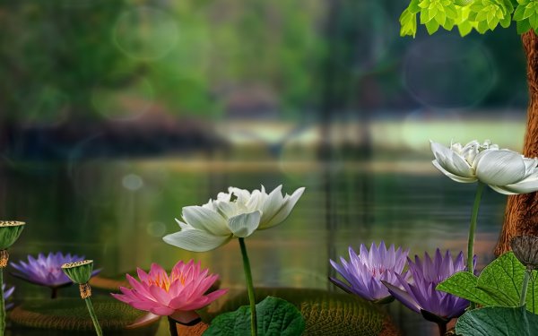 Умиротворяющая природа