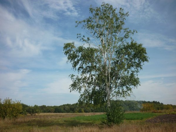 Одинокая береза