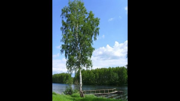 Береза одна