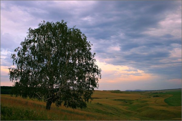 Одинокая береза сериал