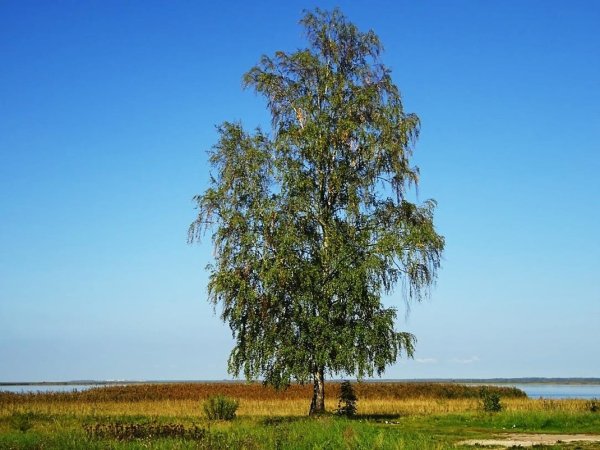 Одинокая береза Ольхон