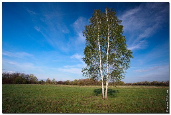 Береза в городе одинокая