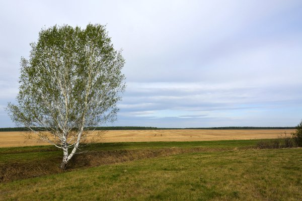 Береза одинокая весной
