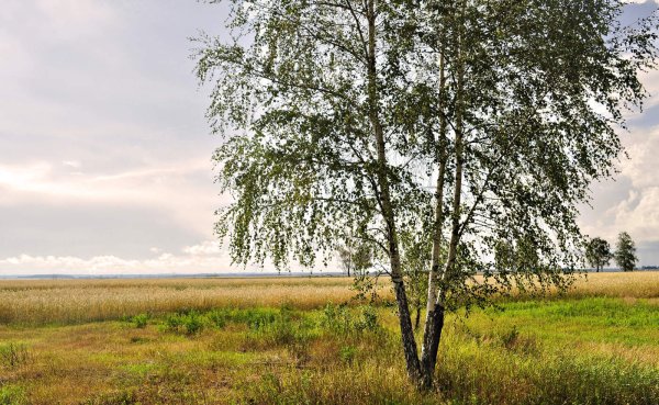 Тамбовская область береза