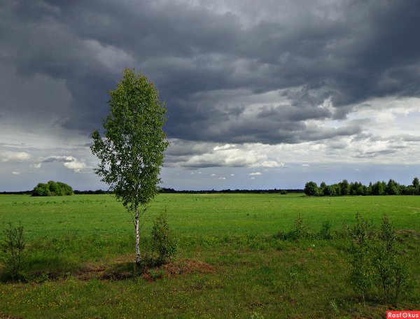 Одинокое дерево береза