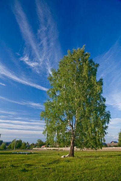 Береза летом